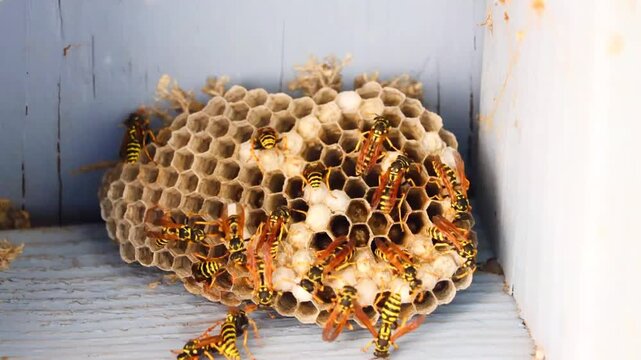 a time-lapse of a busy wasps nest