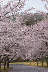 Naklejka premium Cherry blossom trees lining a quiet park path in spring