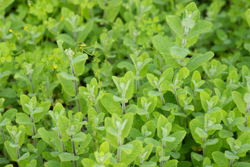 Fresh apple mint leaves growing densely outdoors © Bambi and Sunny