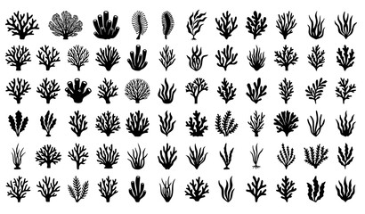 Obraz premium Marine Botanical Silhouette Collection Coral Kelp Seaweed Vector Illustration