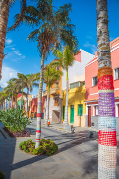 Beautiful Canarian street in Puerto de la Cruz Tenerife with knitted palm trees and copy space