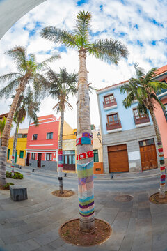 Centered view of palm tree with colorful knitted street art in Puerto de la Cruz Tenerife with copy space