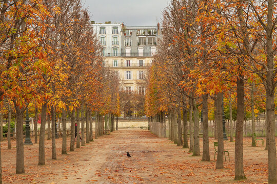 Symmetrical autumn tree alley in Tuileries Garden with historic Parisian building background