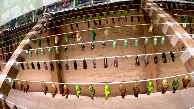 Close View of Butterfly Chrysalises Hanging on Cloth in Tropical Butterfly House, Insect Metamorphosis, Pupae Detail and Conservation Education