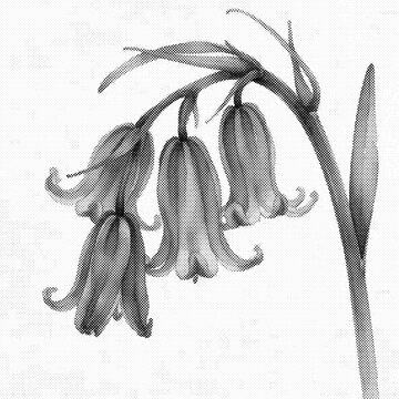 Grayscale-themed flowers with a bitmap effect.