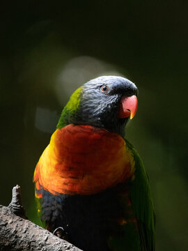 Rainbow lorikeet