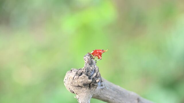 A bright red Kalidasa planthopper nymph. It exhibits a distinctive yellow-tipped snout-like projection, dark eyes, black-accented legs, showcasing vibrant coloration typical of its early development.