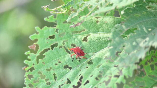 A bright red Kalidasa planthopper nymph. It exhibits a distinctive yellow-tipped snout-like projection, dark eyes, black-accented legs, showcasing vibrant coloration typical of its early development.
