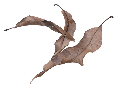 dry leaves isolated on white background