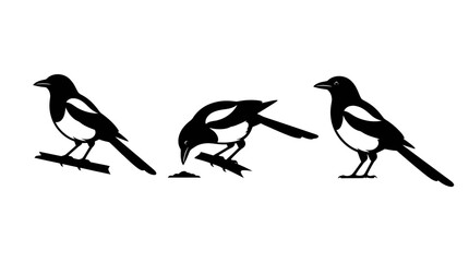 Obraz premium Set of Three Magpie Bird Silhouettes Isolated on White Background for Wildlife and Nature Design