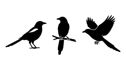 Obraz premium Collection of three magpie silhouettes featuring perched, standing, and flying birds on white background