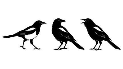 Obraz premium Set of three magpie bird silhouettes in various poses isolated on white background for design