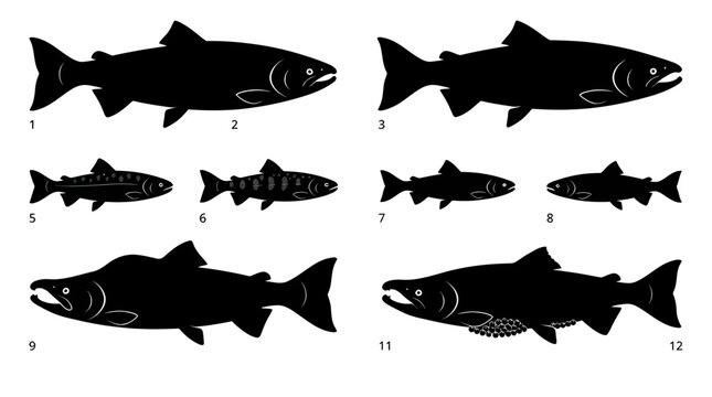Salmon Fish Life Cycle Stages Silhouettes Set for Educational Infographic Isolated on White Background