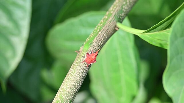 A bright red Kalidasa planthopper nymph. It exhibits a distinctive yellow-tipped snout-like projection, dark eyes, black-accented legs, showcasing vibrant coloration typical of its early development.