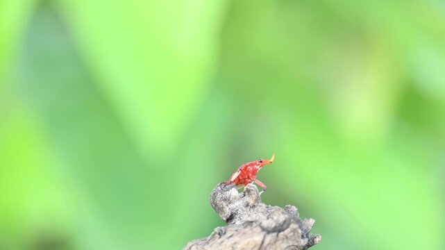 A bright red Kalidasa planthopper nymph. It exhibits a distinctive yellow-tipped snout-like projection, dark eyes, black-accented legs, showcasing vibrant coloration typical of its early development.