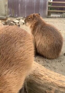 Capybara 