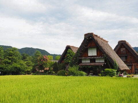 合掌造集落と田んぼ