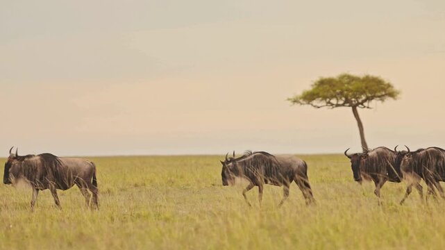 African wildebeest migration across savanna, wild gnu herd walking in golden grassland, acacia tree on horizon during safari