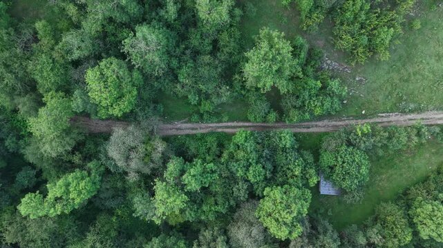 4K Top-Down Drone View of a Forest Road Through Lush Green Woodland.