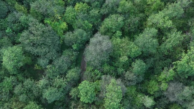 4K Top-Down Drone View of a Forest Road Through Lush Green Woodland.