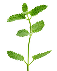 Mint Leaves, spearmint, isolated, full depth of field © grey