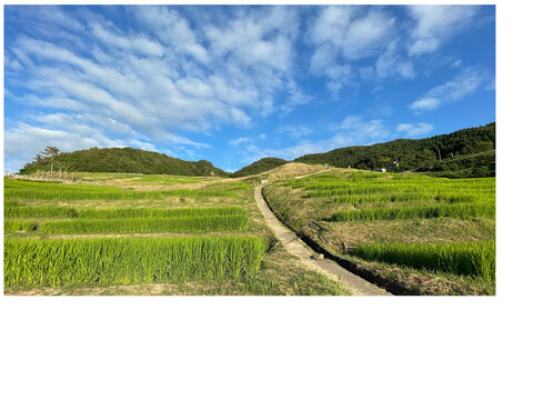 Walking path through the green rice terraces of Shiroyone Senmaida in Ishikawa Japan