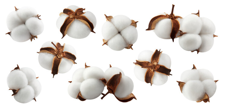 Cotton flower isolated, full depth of field