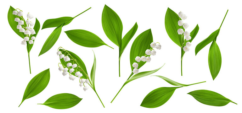 Lily of the valley isolated, full depth of field