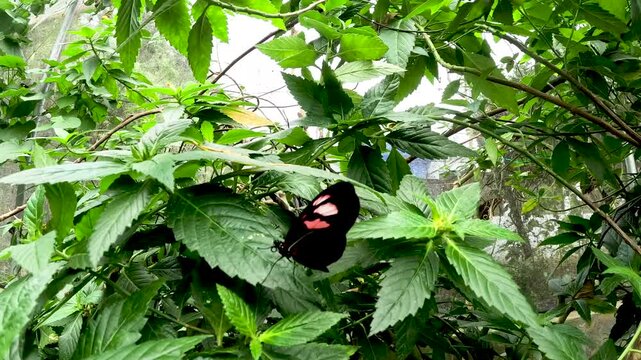 Yellow Butterfly Resting Under Large Green Leaf in Tropical Butterfly House, Insect Camouflage, Rainforest Biodiversity and Conservation Education
