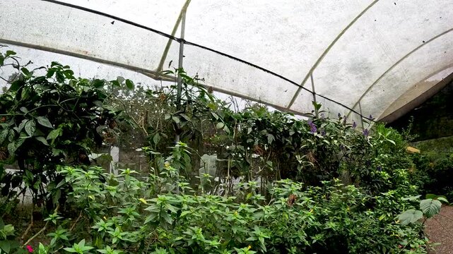 Butterfly Pupae Hanging from Branch in Tropical Butterfly House, Insect Metamorphosis, Life Cycle Detail, Biodiversity Education and Conservation Scene