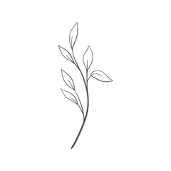 Minimalist line art branch with leaves vector illustration © Sufia