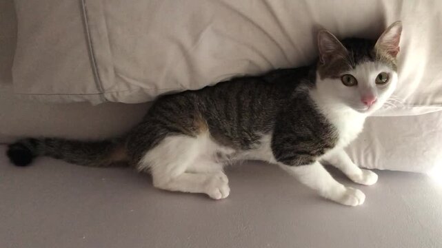 A cute young tabby and white cat with funny bangs and pink nose resting and posing on a soft bed.