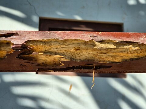 Close Up View of Termite Damage on Rotten Wooden Pole and Structural House Damage