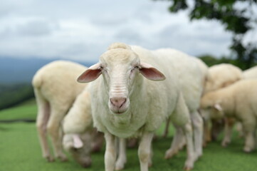 Fototapeta premium A close-up of a white sheep looking at the camera with more sheep grazing in the background on a grassy field.