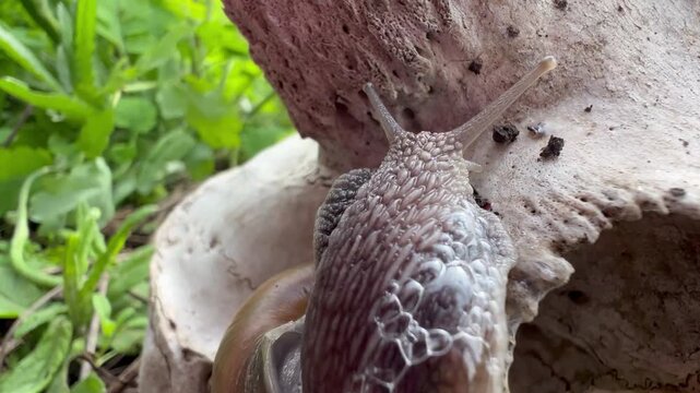 Roman snail crawling across a bleached goat skull beside the eye socket, macro detail of porous bone, cranial sutures and mucus foam in spring grass