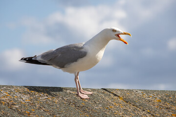 Fototapeta premium Seagull standing on concrete roof surface calling with open beak sky background
