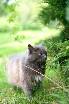 Charming gray kitty standing on grass in sunlight