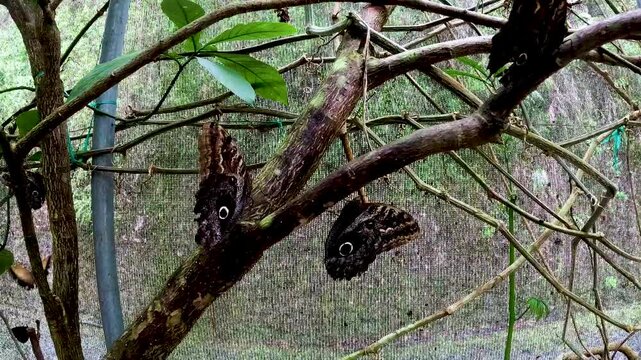 Dense Tropical Butterfly Garden in Ecuador with Climbing Plants, Net Roof, Greenhouse Habitat, Insect Conservation and Ecotourism Background