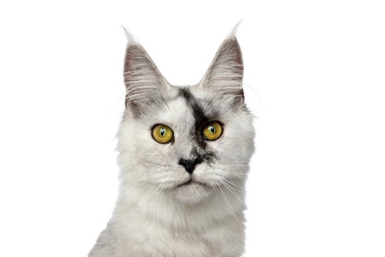 Black and white Maine Coon cat face with tufted ears and yellow eyes looking at camera, isolated on white background