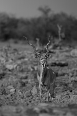 Majestic Greater Kudu Male Standing in Rocky Desert Field (Black and White) © tony
