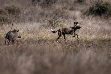 African Wild Dog Running Fast in Savanna  © tony