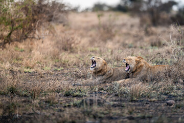 Two Male Lions Lying in Grass and Yawning © tony