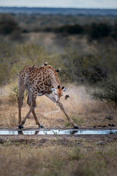 Giraffe with Splayed Legs Drinking Water at Waterhole