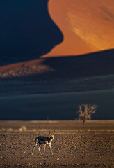 Close-up of Springbok Standing in Gravel Plain © tony
