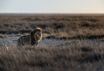Majestic Male Lion Standing in Grassland at Sunset © tony