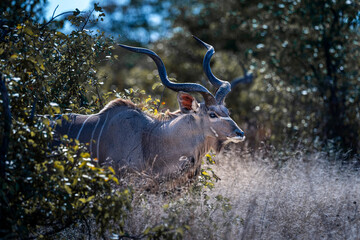 Greater Kudu Male Standing behind Bushes in Savanna © tony