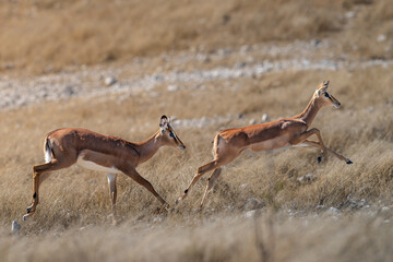 Two Impalas Sprinting across Grassland in Etosha © tony