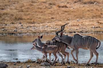 Greater Kudu Family Walking along the Edge of Waterhole © tony