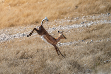 Impala Leaping High in Air Pronking Behavior © tony