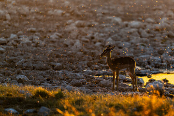 Impala Standing in Golden Light with Dust and Insects © tony
